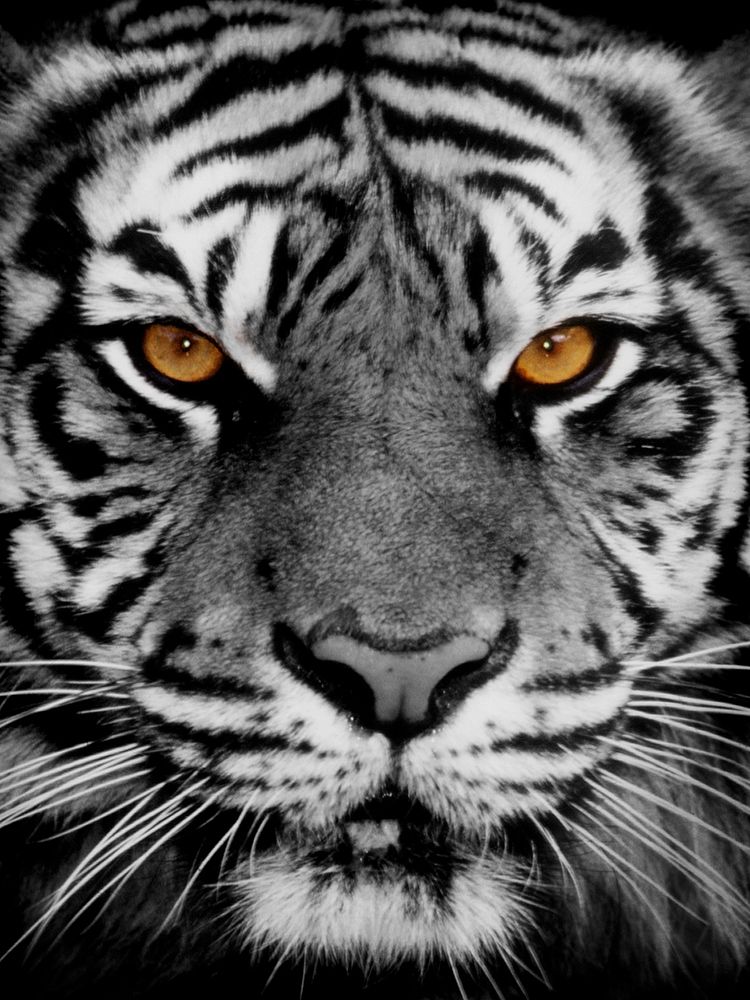 Golden Eyes art print by Danita Delimont for $57.95 CAD