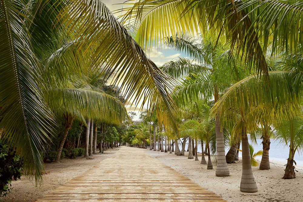 Tropical Walkway art print by Natalie Carpentieri for $57.95 CAD