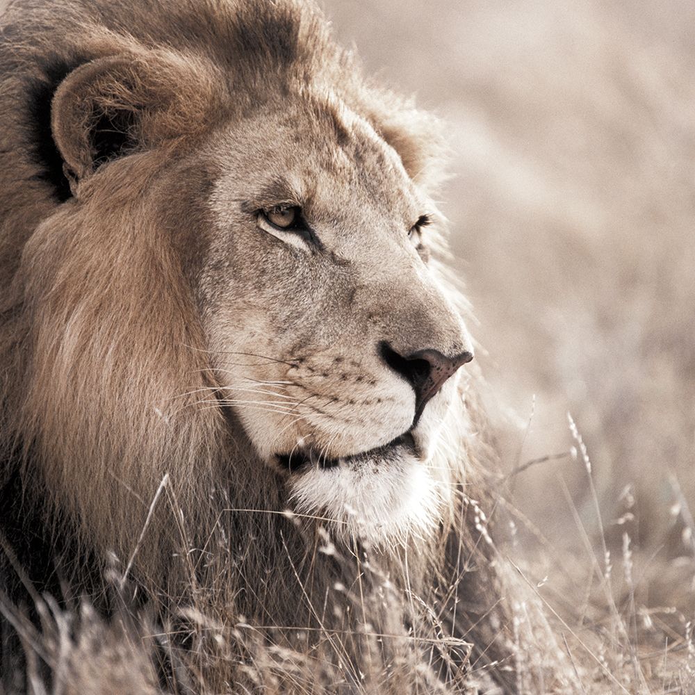 Leo art print by Danita Delimont for $57.95 CAD
