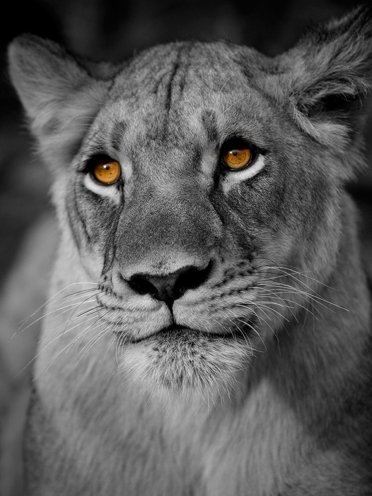 Lioness Portrait art print by Danita Delimont for $57.95 CAD