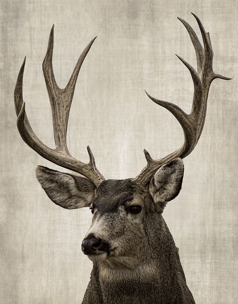 Colorado Buck art print by Danita Delimont for $57.95 CAD