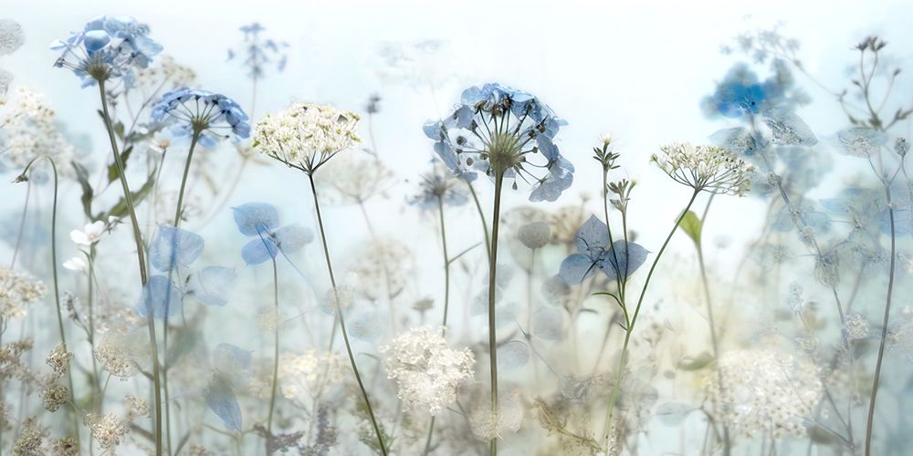 Early Morning art print by Irene Weisz for $57.95 CAD