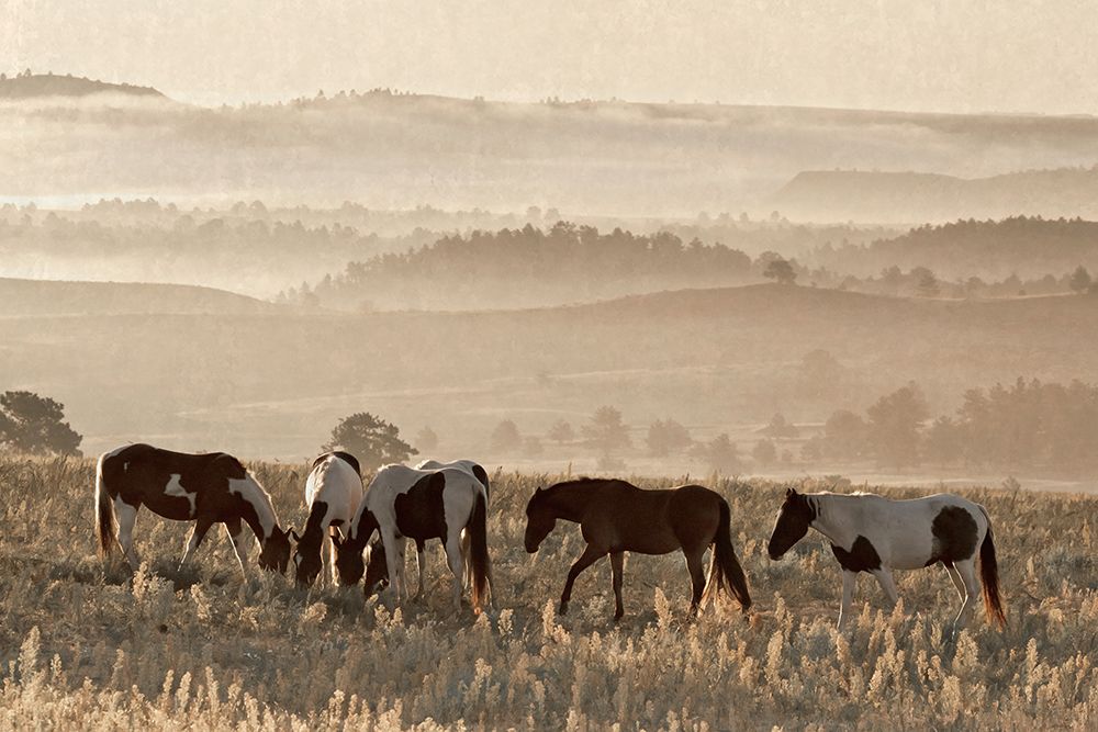 Wild Horse Sanctuary art print by Danita Delimont for $57.95 CAD