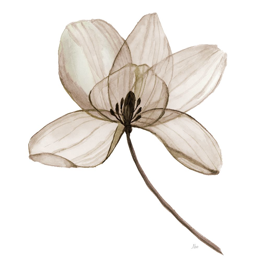 X-ray Flower I art print by Nan for $57.95 CAD
