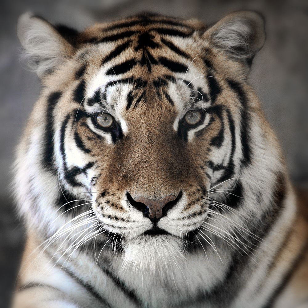 Intimate Tiger art print by Danita Delimont for $57.95 CAD