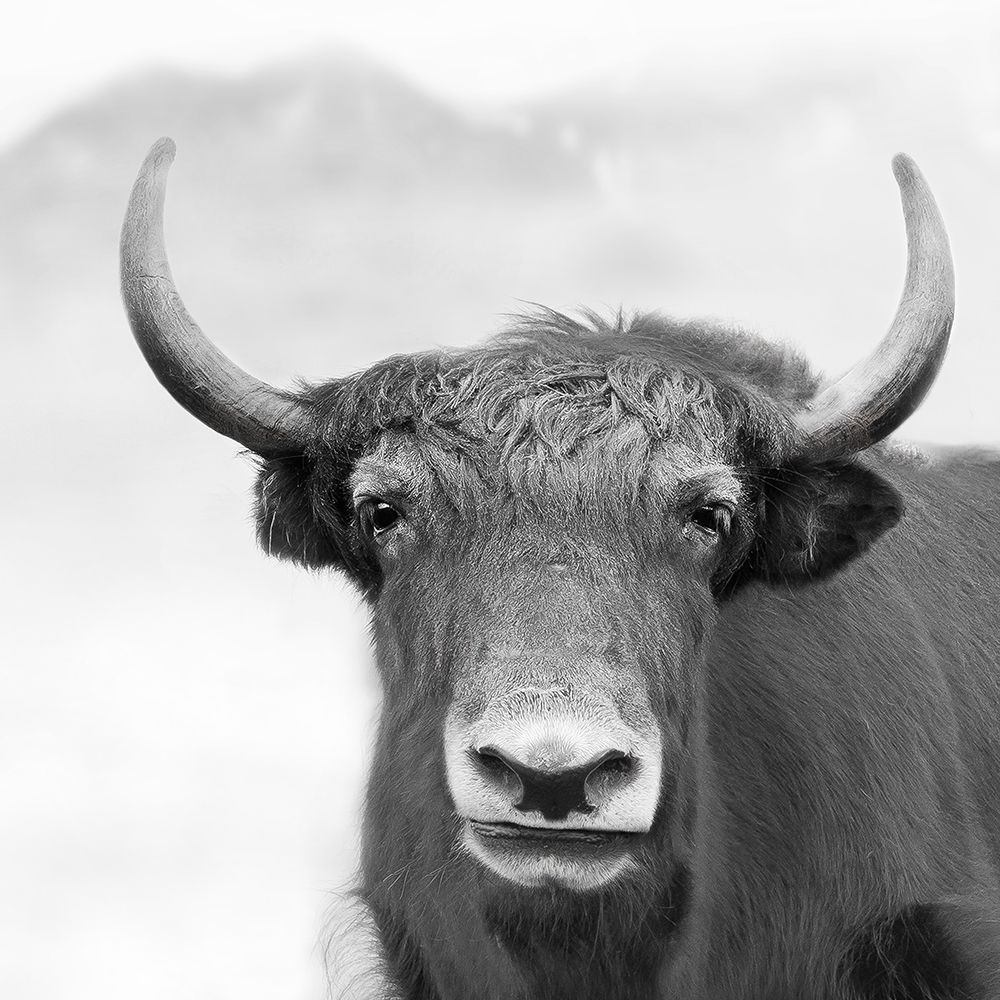 High Meadow Yak art print by Danita Delimont for $57.95 CAD