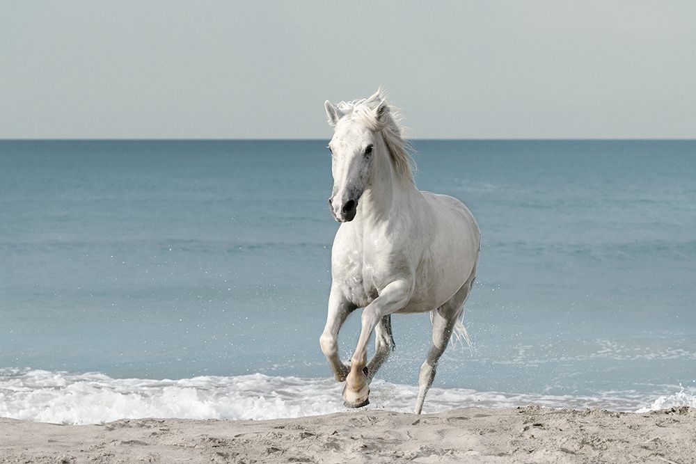 Camargue Beach Horse art print by Danita Delimont for $57.95 CAD