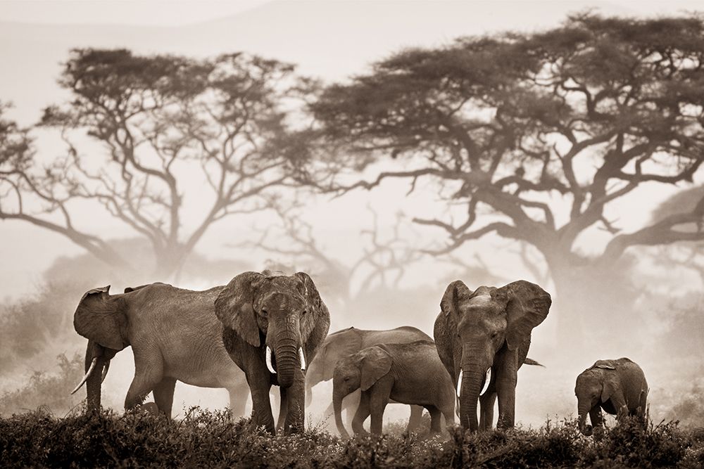 Amboseli National Park art print by Danita Delimont for $57.95 CAD