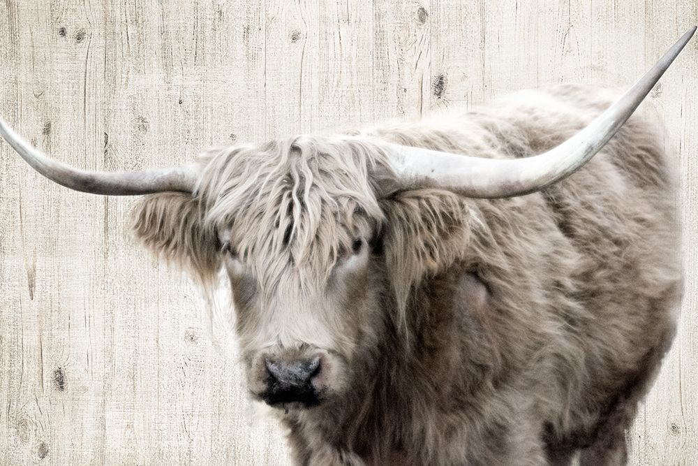 Longhorn Sepia art print by Rhonda Addison for $57.95 CAD