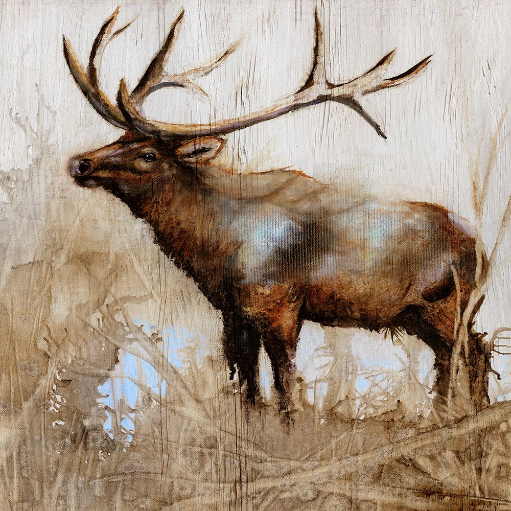 Grazing Elk art print by Donna Brooks for $57.95 CAD