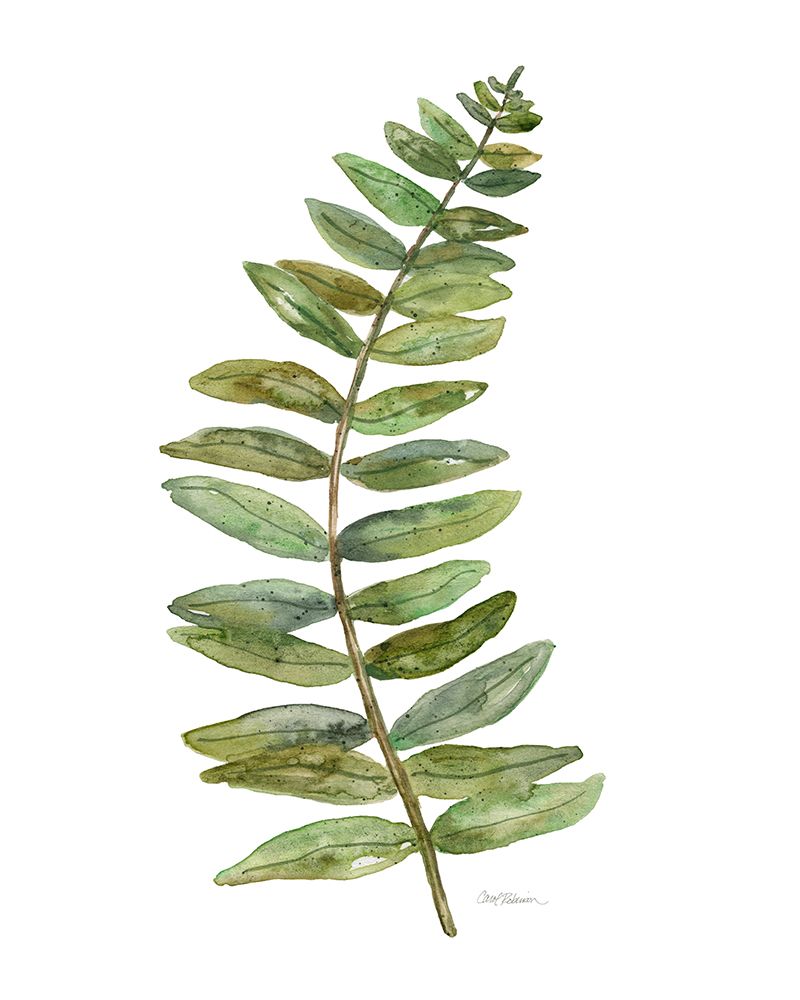 Botanical Fern I art print by Carol Robinson for $57.95 CAD