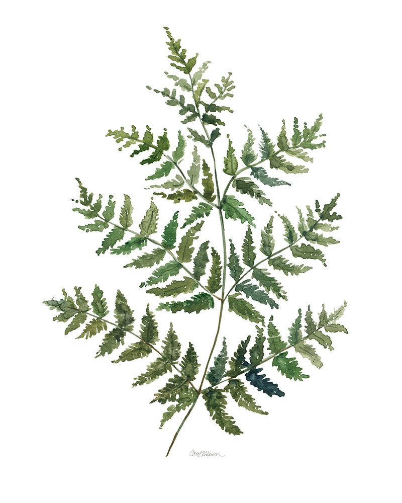 Botanical Fern II art print by Carol Robinson for $57.95 CAD