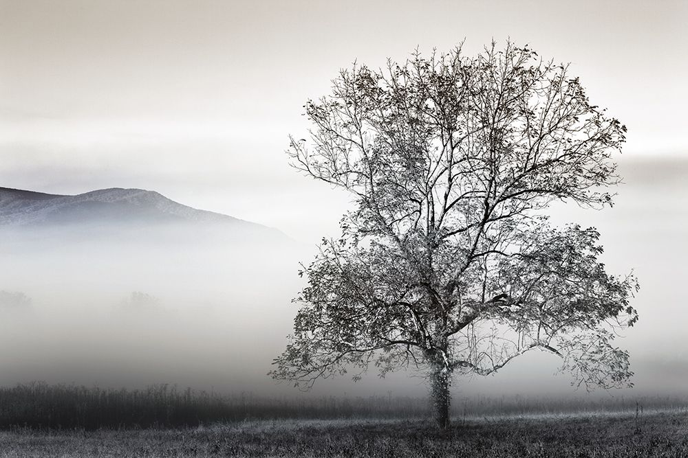 Clearing Fog art print by Danita Delimont for $57.95 CAD