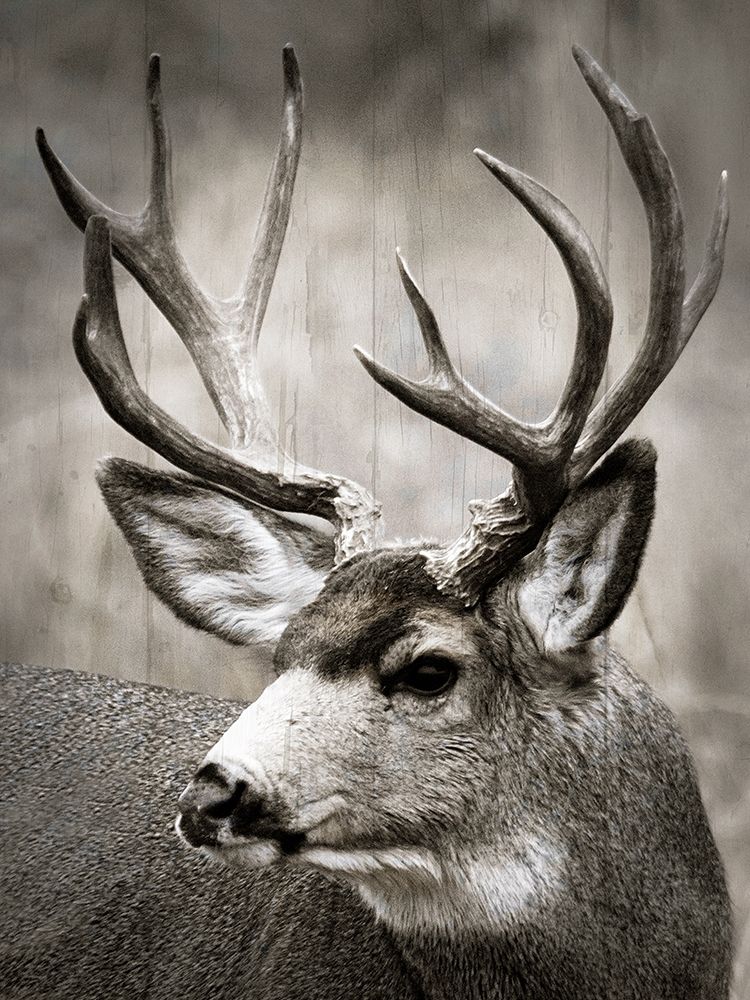 Focused Buck art print by Danita Delimont for $57.95 CAD