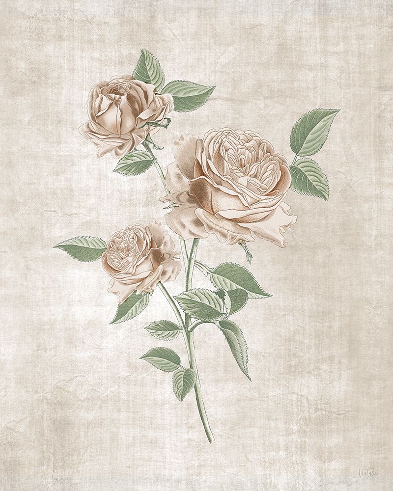 Blushing Rose Botanical I art print by Natalie Carpentieri for $57.95 CAD