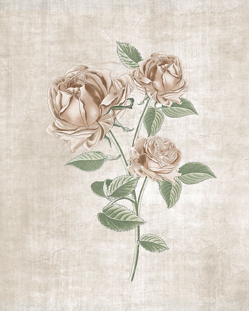 Blushing Rose Botanical II art print by Natalie Carpentieri for $57.95 CAD