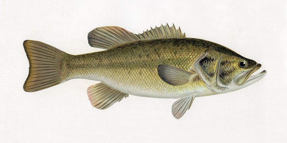 Female Brook Trout art print by CAD Design for $57.95 CAD