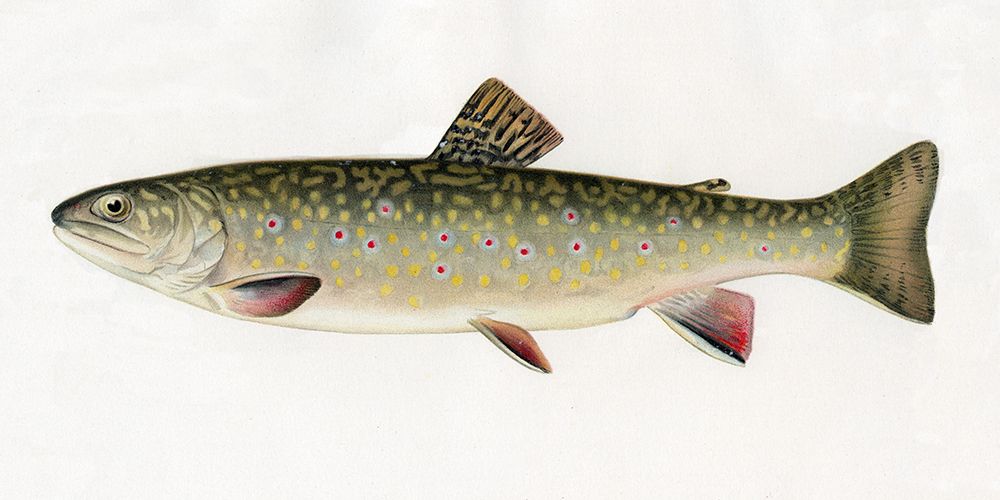 Large Mouth Black Bass art print by CAD Design for $57.95 CAD
