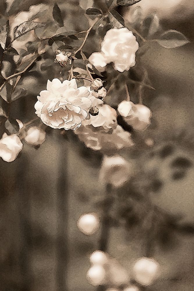 Climbing Roses art print by Rhonda Addison for $57.95 CAD