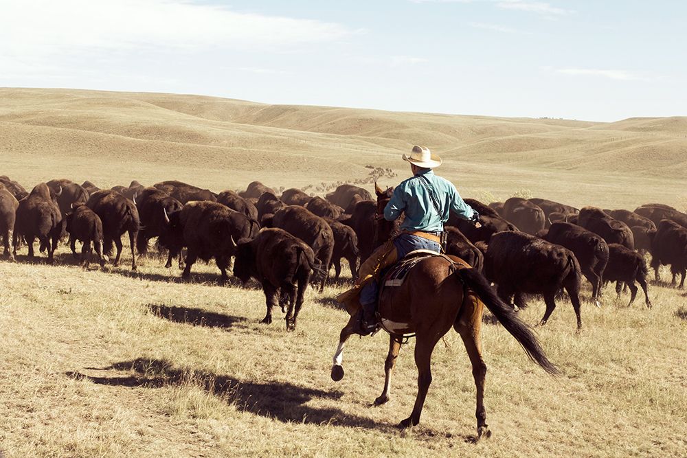Bison Roundup art print by Danita Delimont for $57.95 CAD