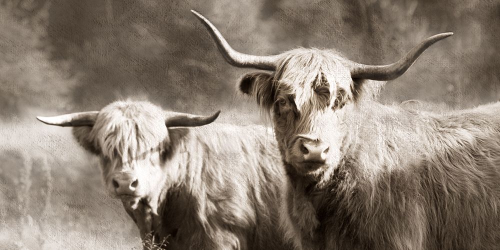 Sepia Hairy Highland art print by Danita Delimont for $57.95 CAD