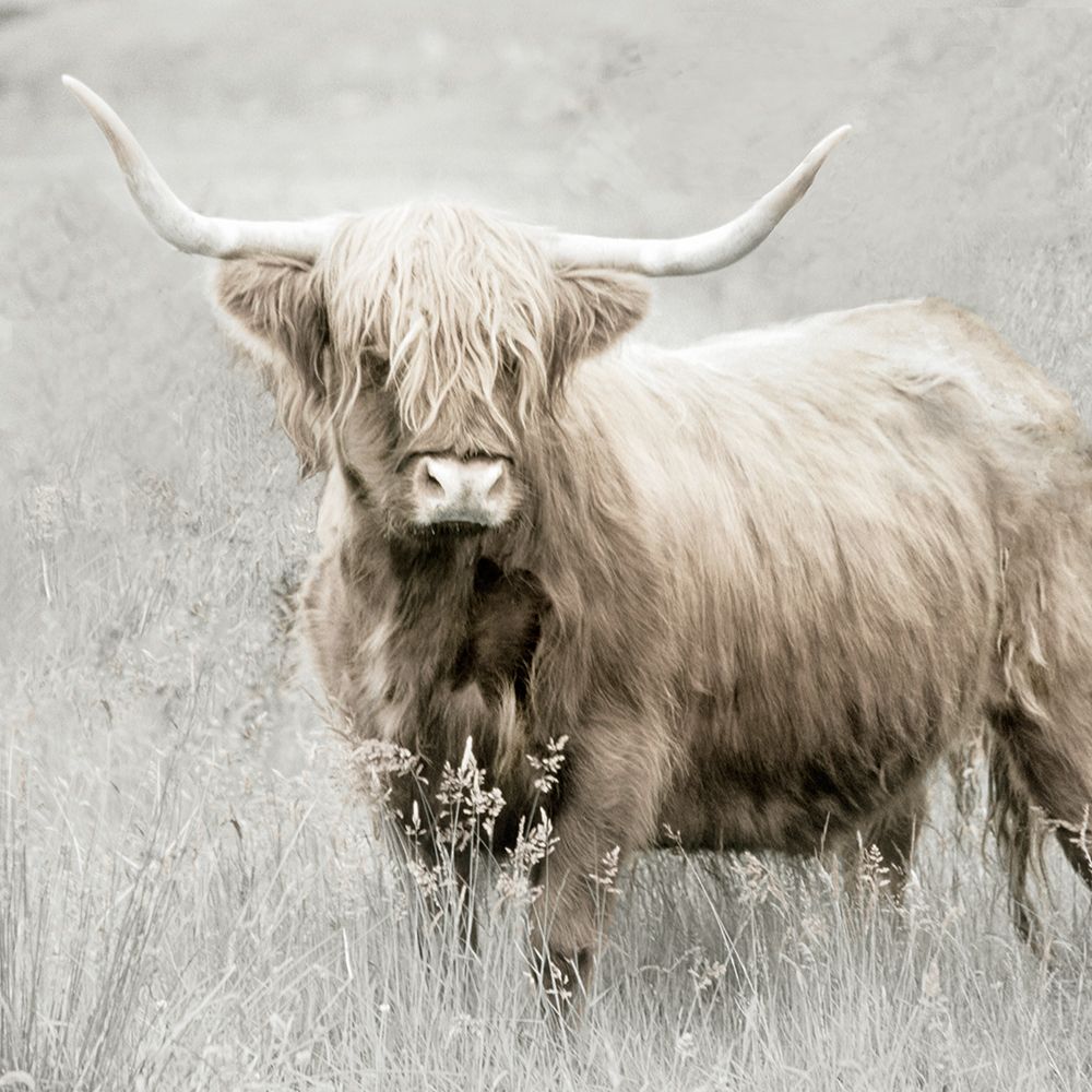Lone Highland art print by Danita Delimont for $57.95 CAD