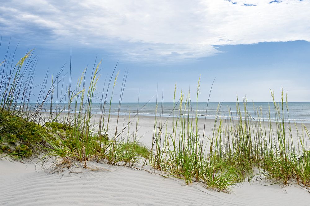 Beach Grass View art print by Natalie Carpentieri for $57.95 CAD