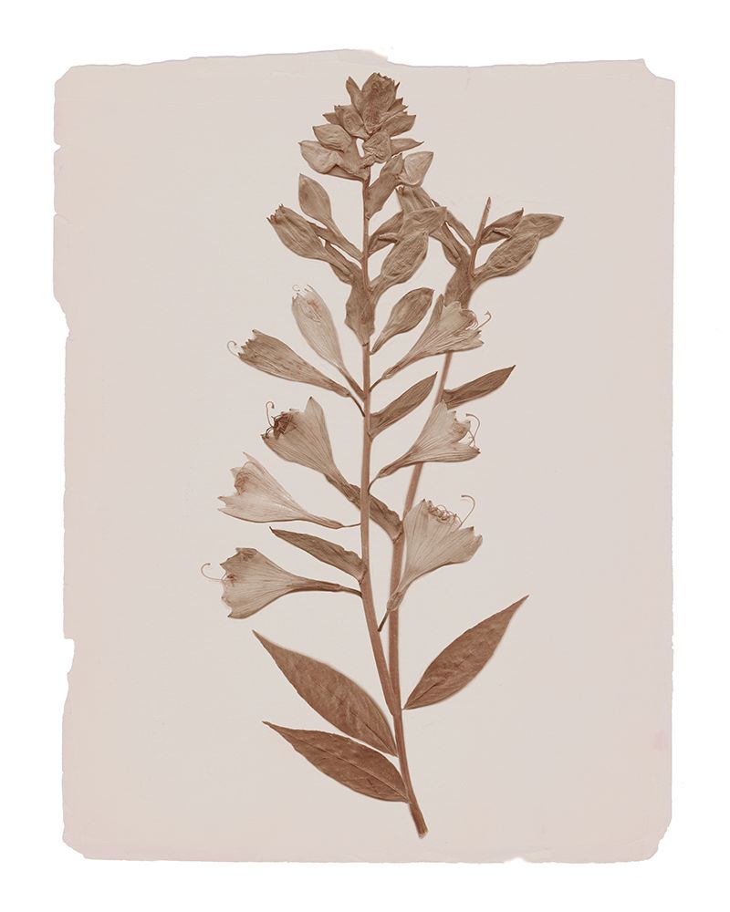 Monochrome Botanical I art print by Livi Finn for $57.95 CAD