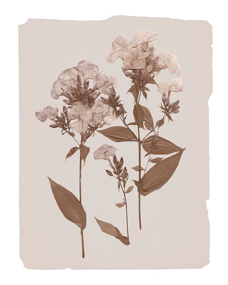 Monochrome Botanical II art print by Livi Finn for $57.95 CAD