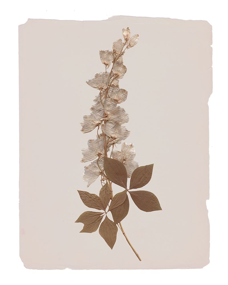 Monochrome Botanical III art print by Livi Finn for $57.95 CAD