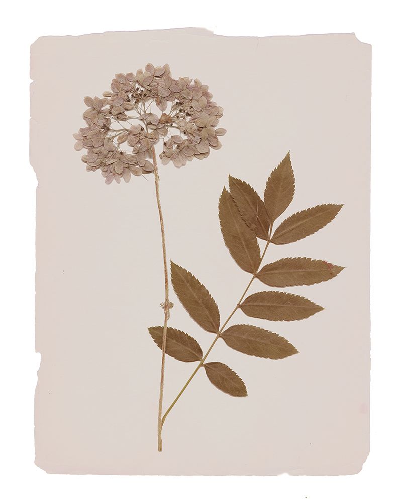Monochrome Botanical IV art print by Livi Finn for $57.95 CAD