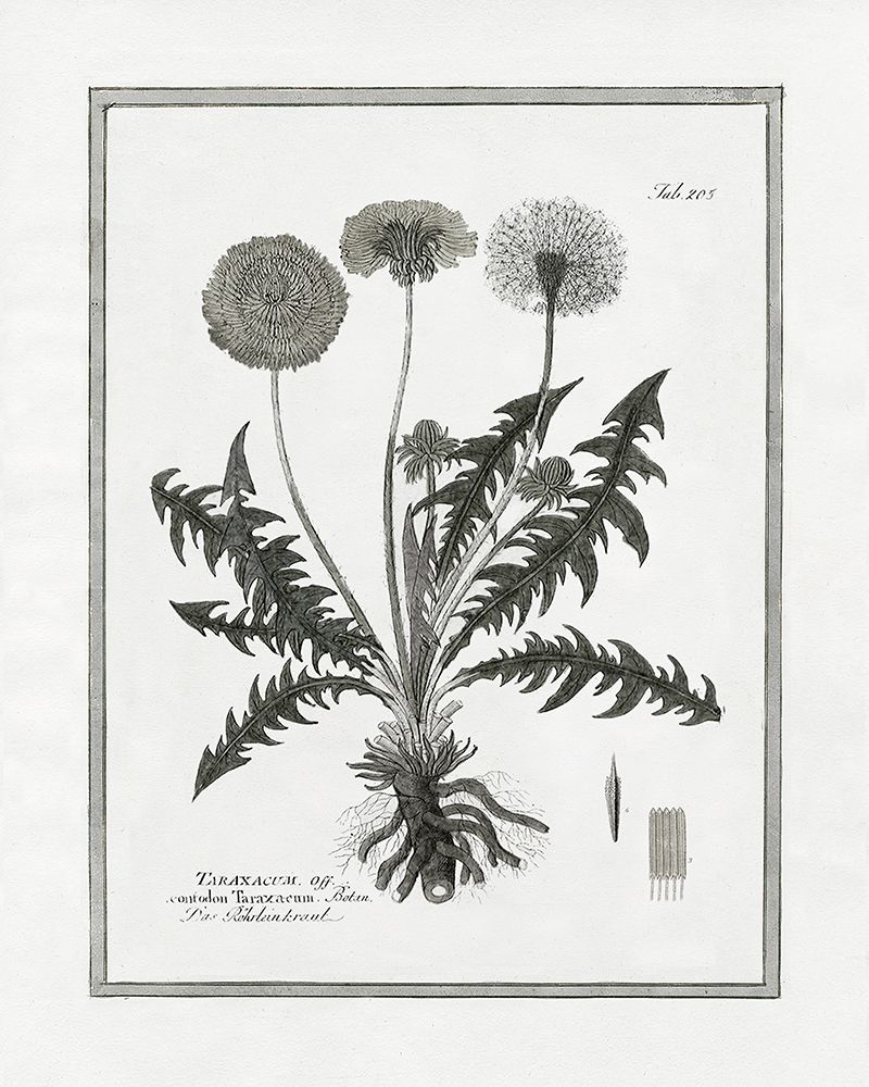 Dandelion II art print by Kelly Donovan for $57.95 CAD