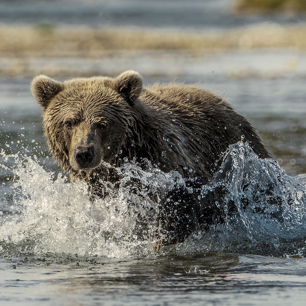 Brown Bear in Katmai National Park art print by Danita Delimont for $57.95 CAD