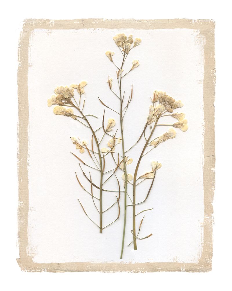 Garden Pressed Flowers I art print by Livi Finn for $57.95 CAD