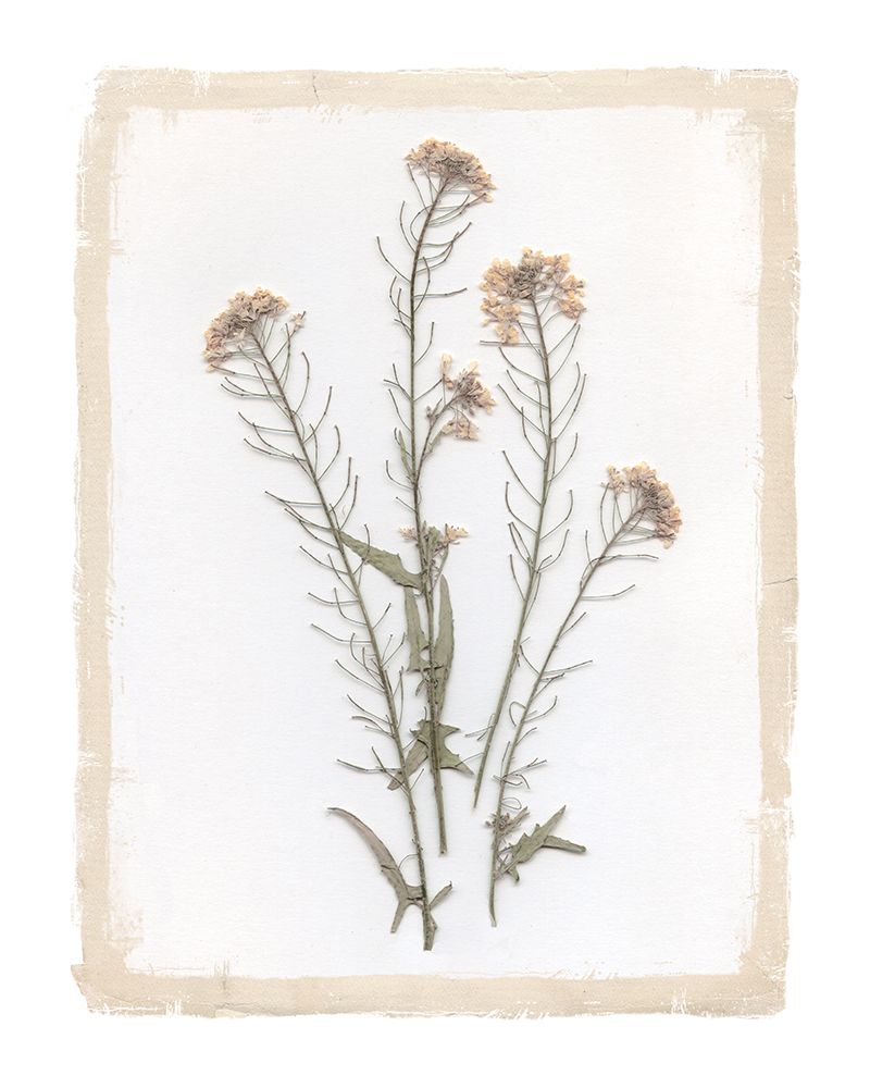 Garden Pressed Flowers II art print by Livi Finn for $57.95 CAD