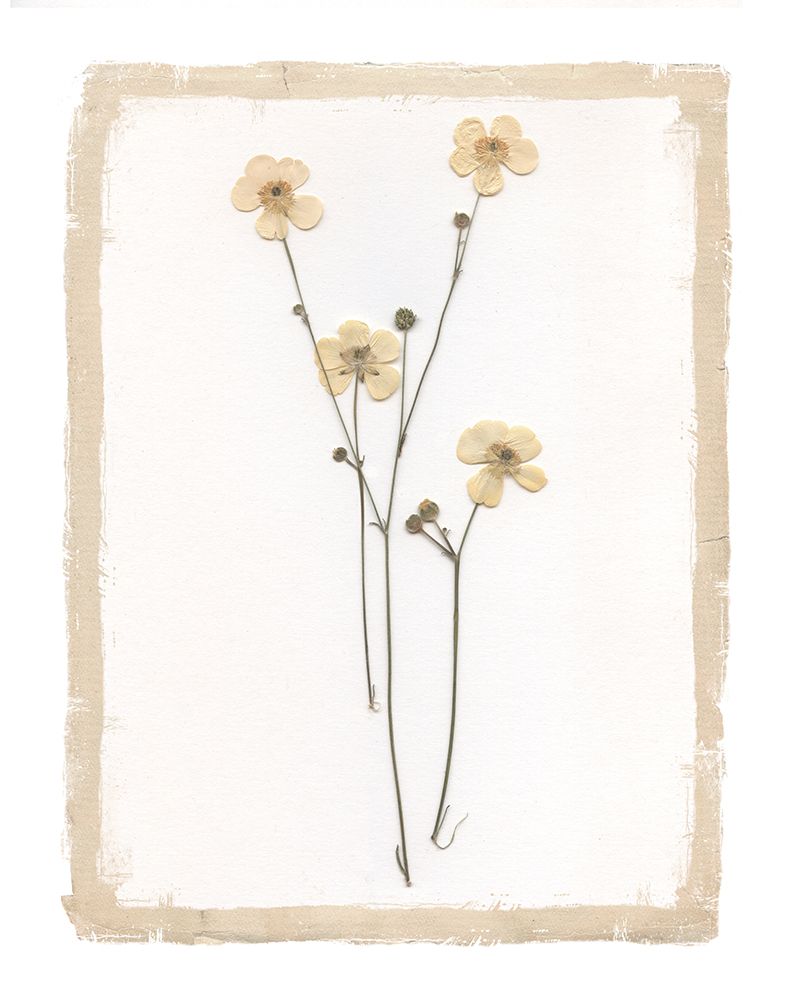 Garden Pressed Flowers III art print by Livi Finn for $57.95 CAD