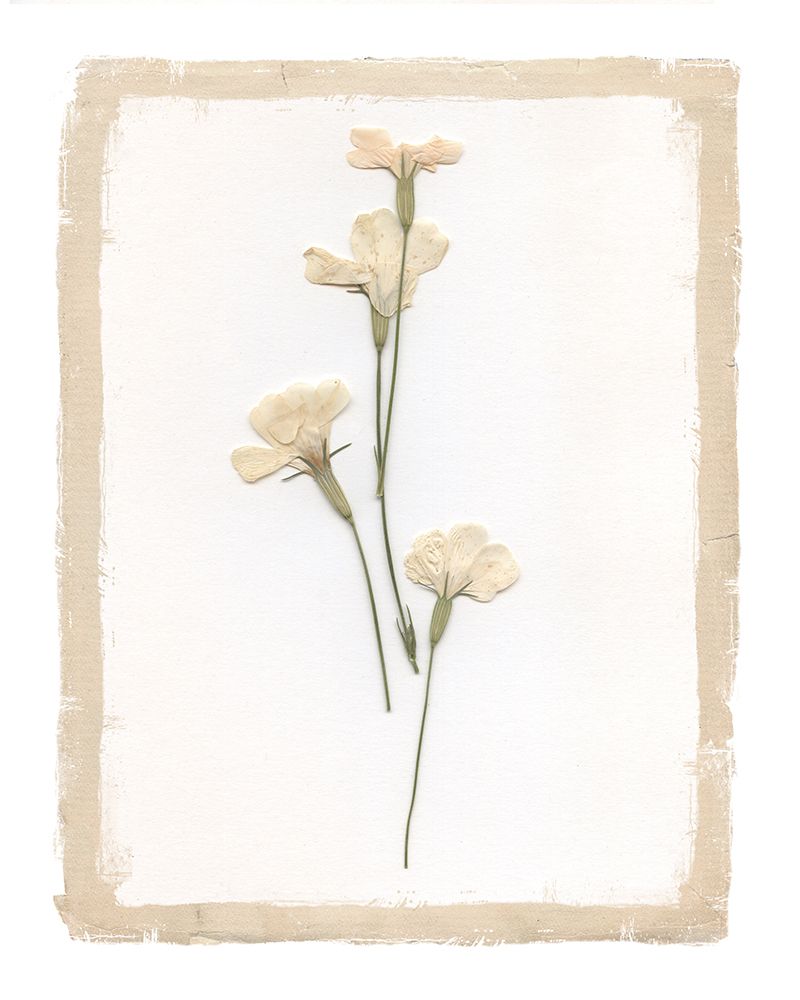 Garden Pressed Flowers IV art print by Livi Finn for $57.95 CAD