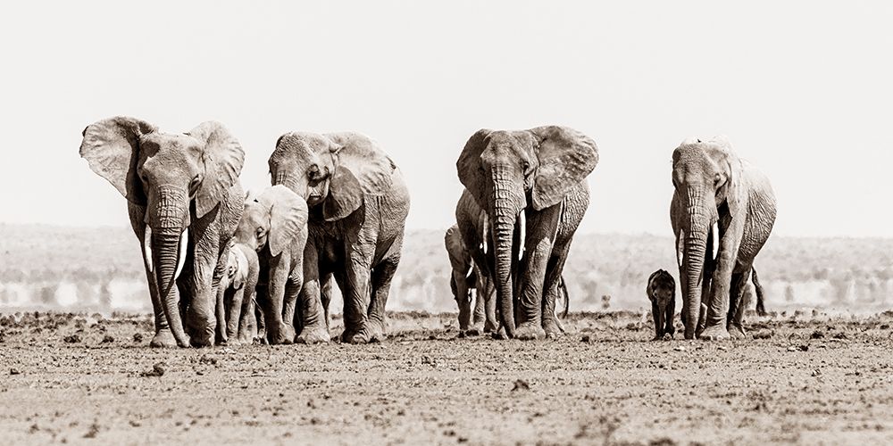 Amboseli Herd art print by Danita Delimont for $57.95 CAD