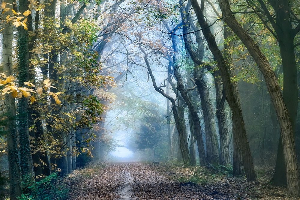 Acacia Forest art print by Lars Van de Goor for $57.95 CAD