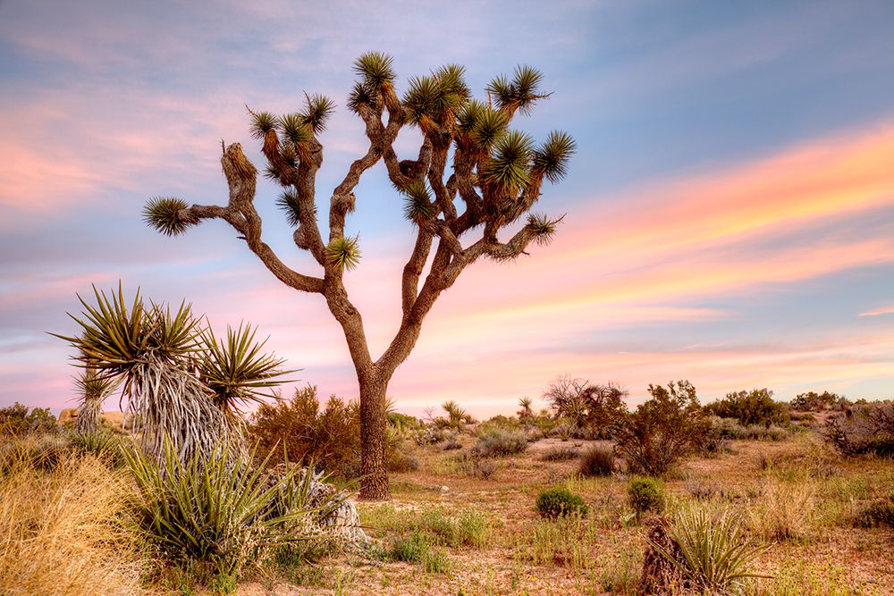 Joshua Tree Sunrise art print by Danita Delimont for $57.95 CAD