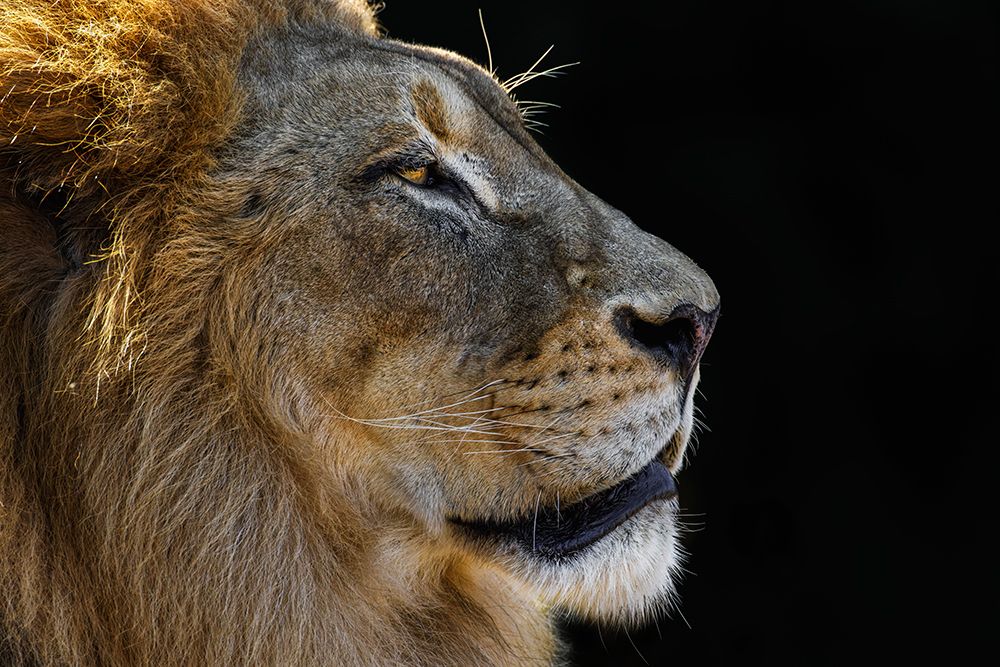 The King art print by Danita Delimont for $57.95 CAD