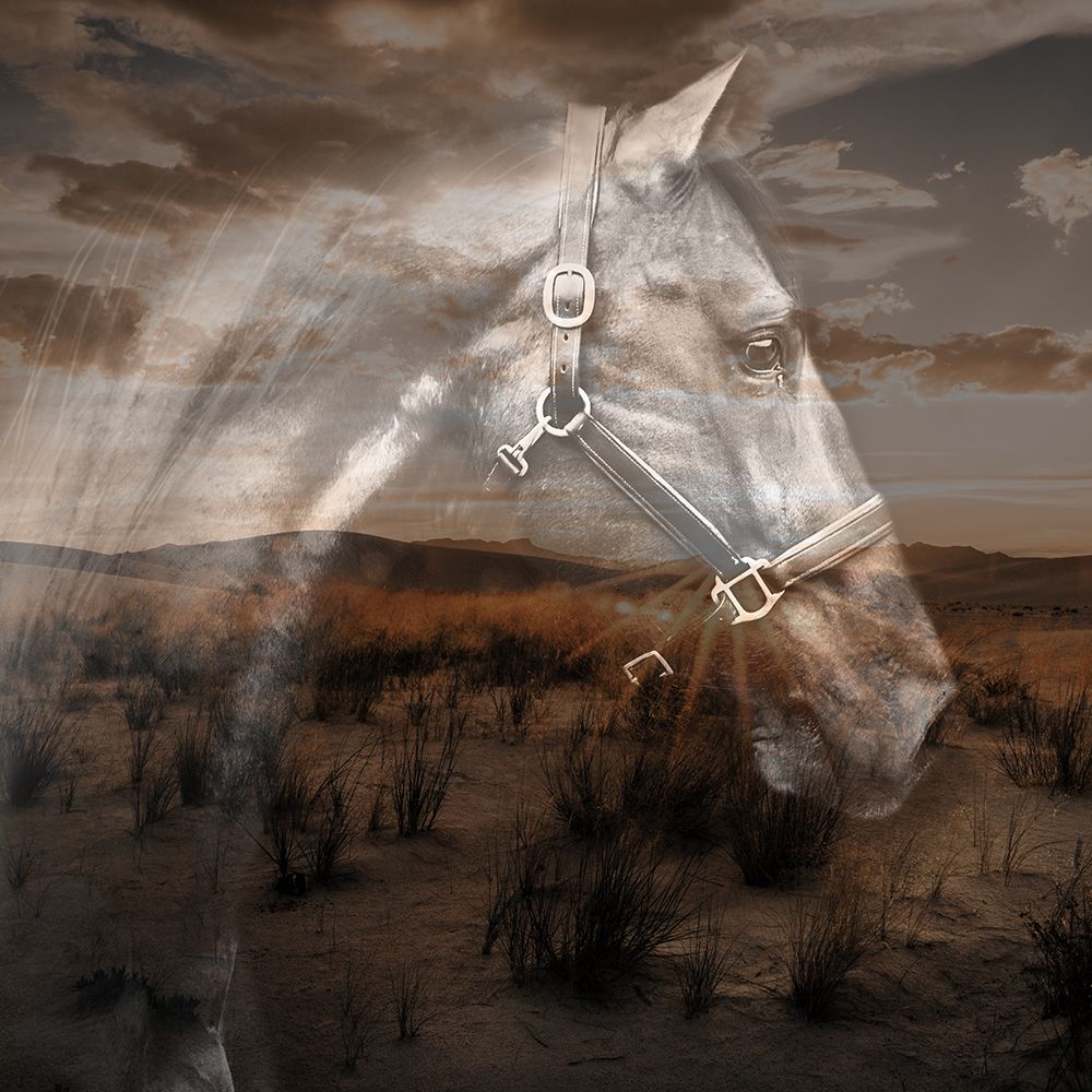 Stallion Territory art print by CAD Design for $57.95 CAD