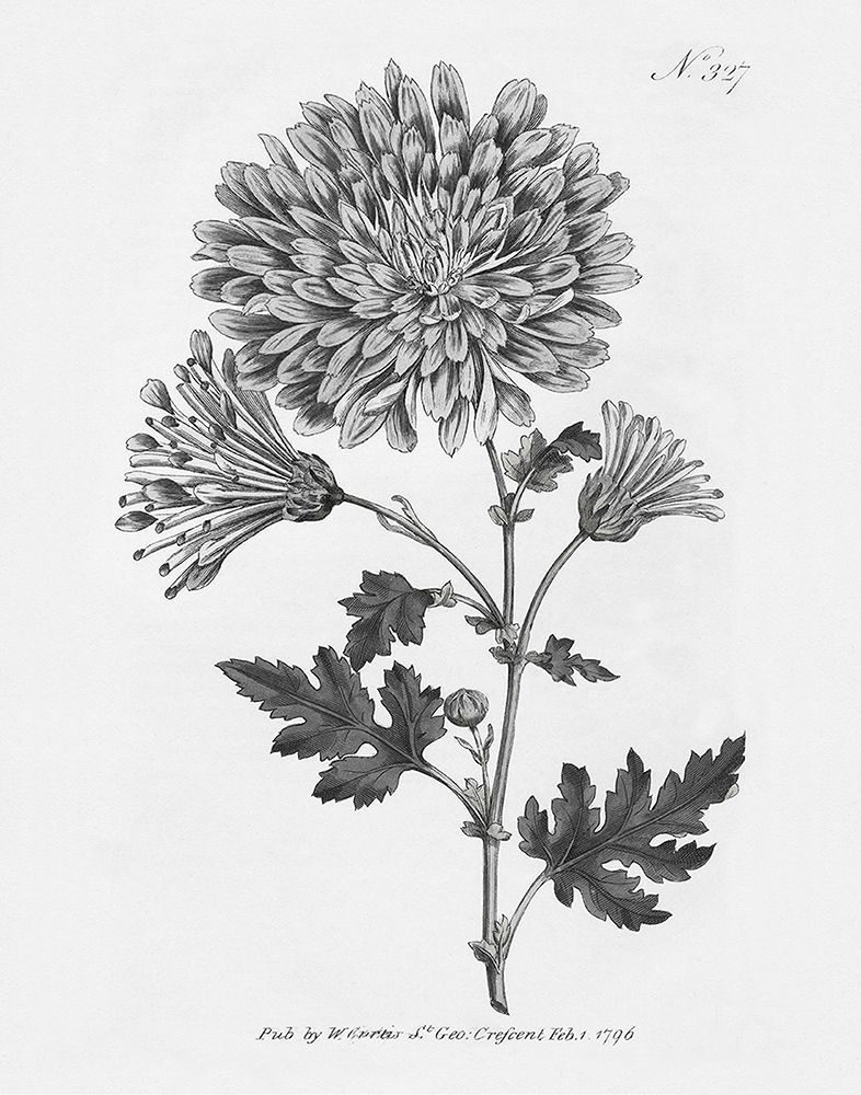 Vintage Flora II art print by Kelly Donovan for $57.95 CAD