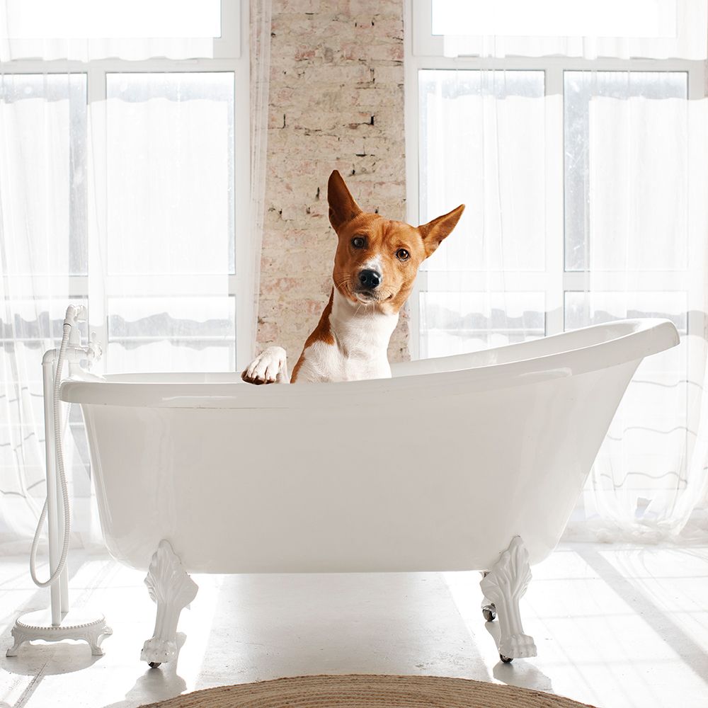 Dog Bath II art print by CAD Design for $57.95 CAD