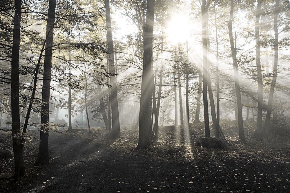 Sunrise art print by Doug Foulke for $57.95 CAD