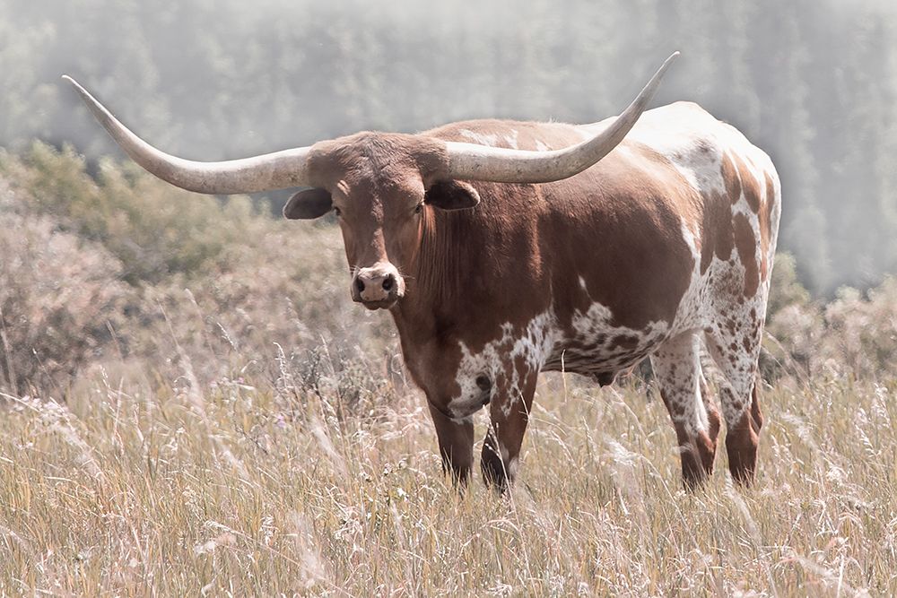 Texas Longhorn art print by Carol Robinson for $57.95 CAD