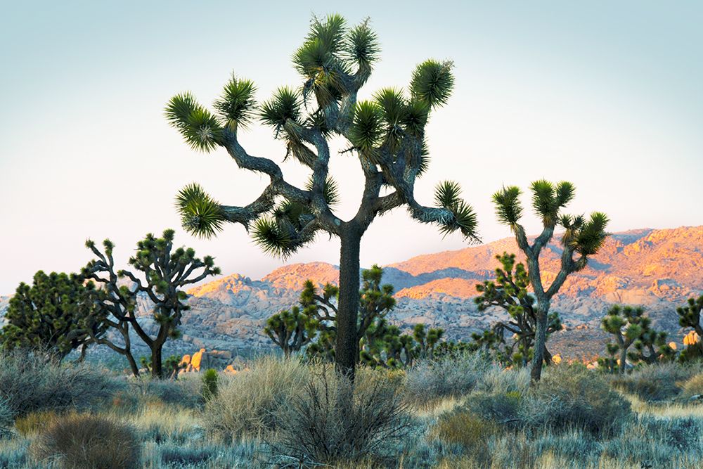 Joshua Tree Sunset art print by Danita Delimont for $57.95 CAD