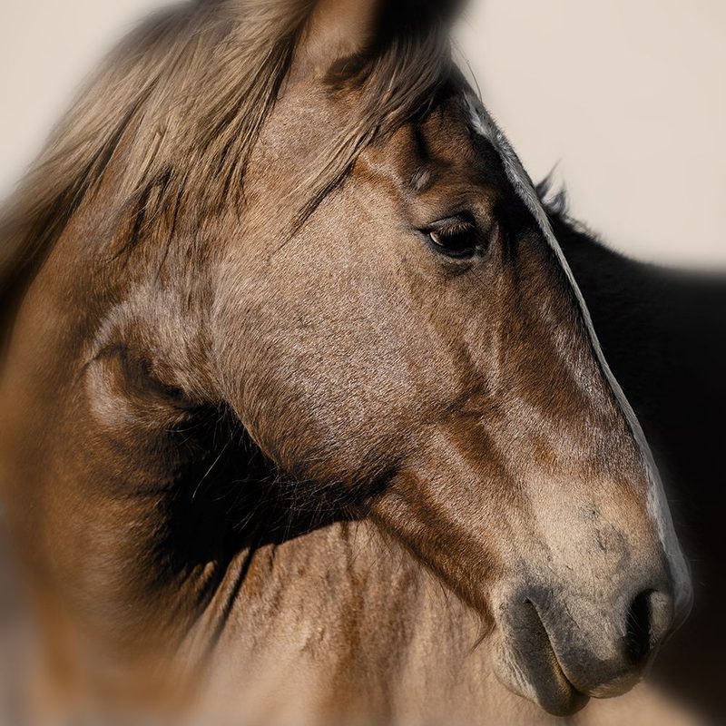 Flint Hills Stallion art print by Danita Delimont for $57.95 CAD