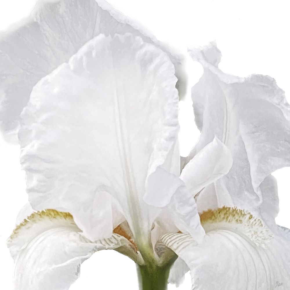Iris Close art print by Nan for $57.95 CAD