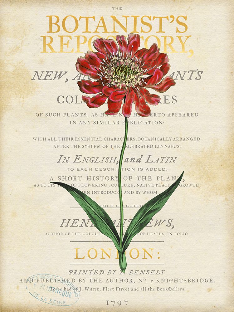 Scabiosa art print by Susan Arnot for $57.95 CAD